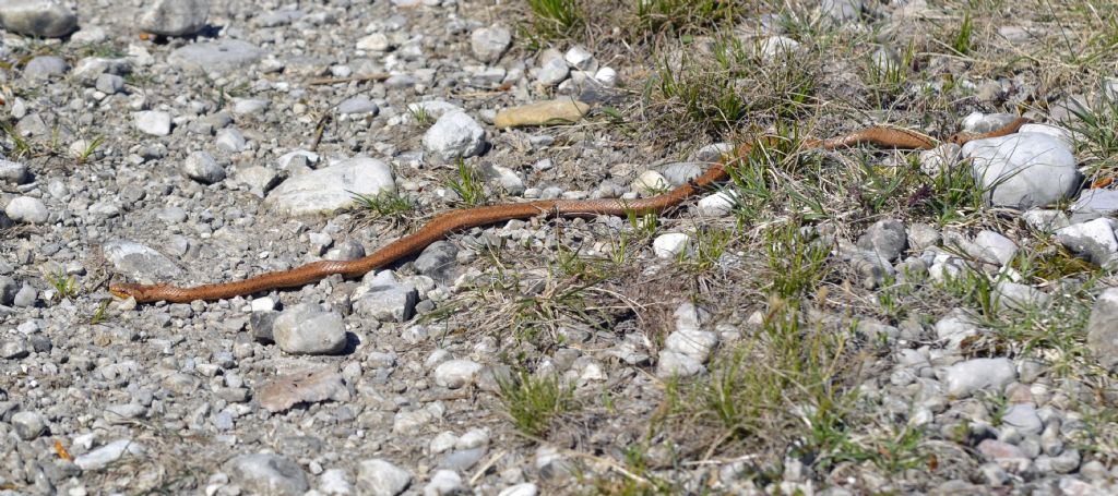 Coronella austriaca